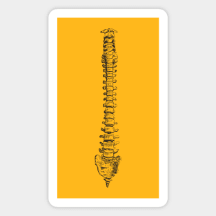 Spine anatomy Magnet